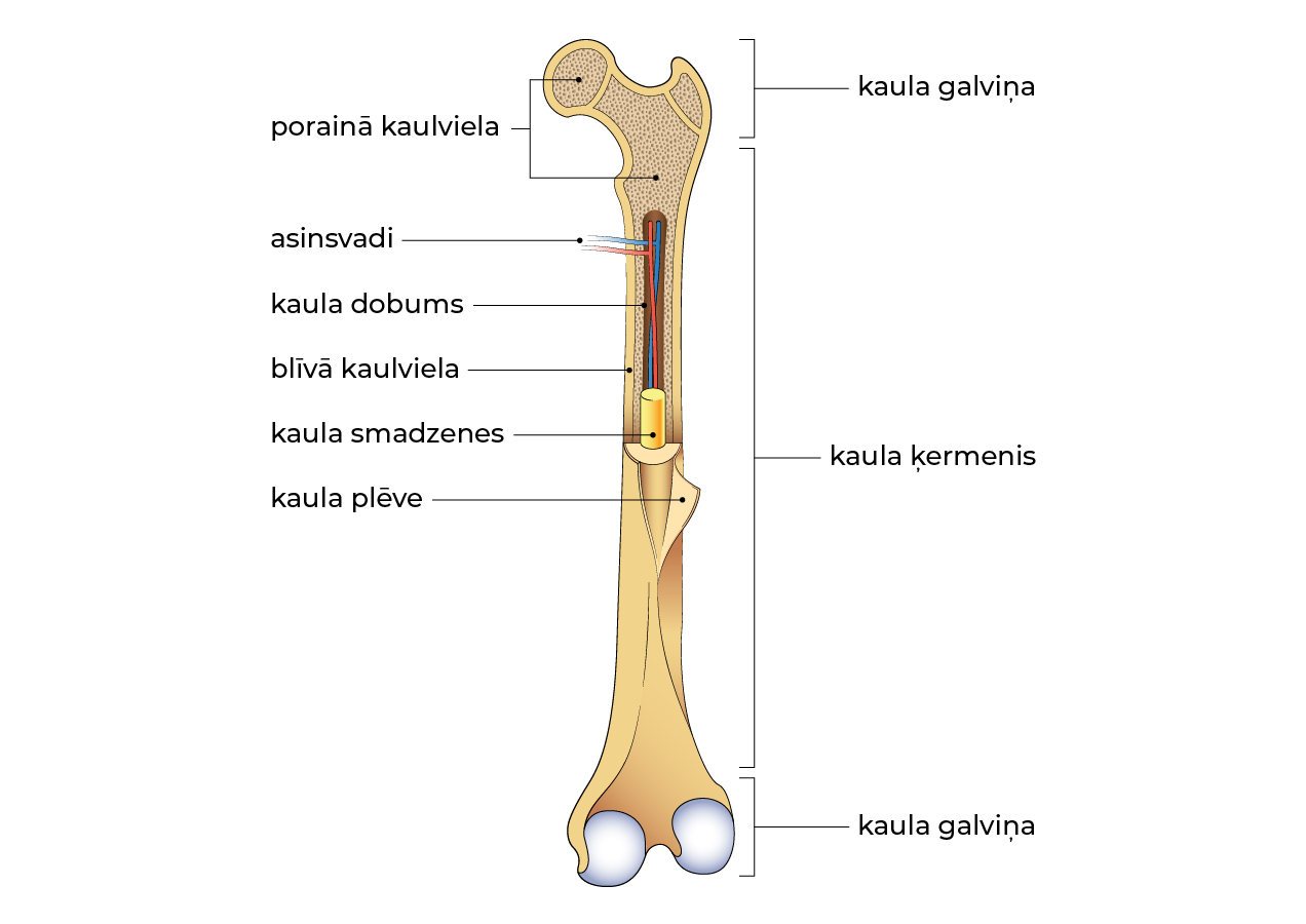 Osteomielīts. Kaula uzbūve