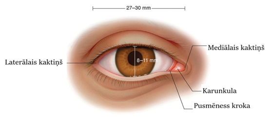 Ārējās acs struktūras, normālie izmēri