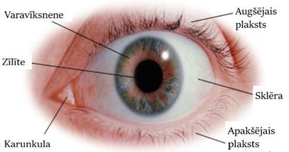 Ārējās acs struktūras