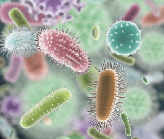 baktērijas