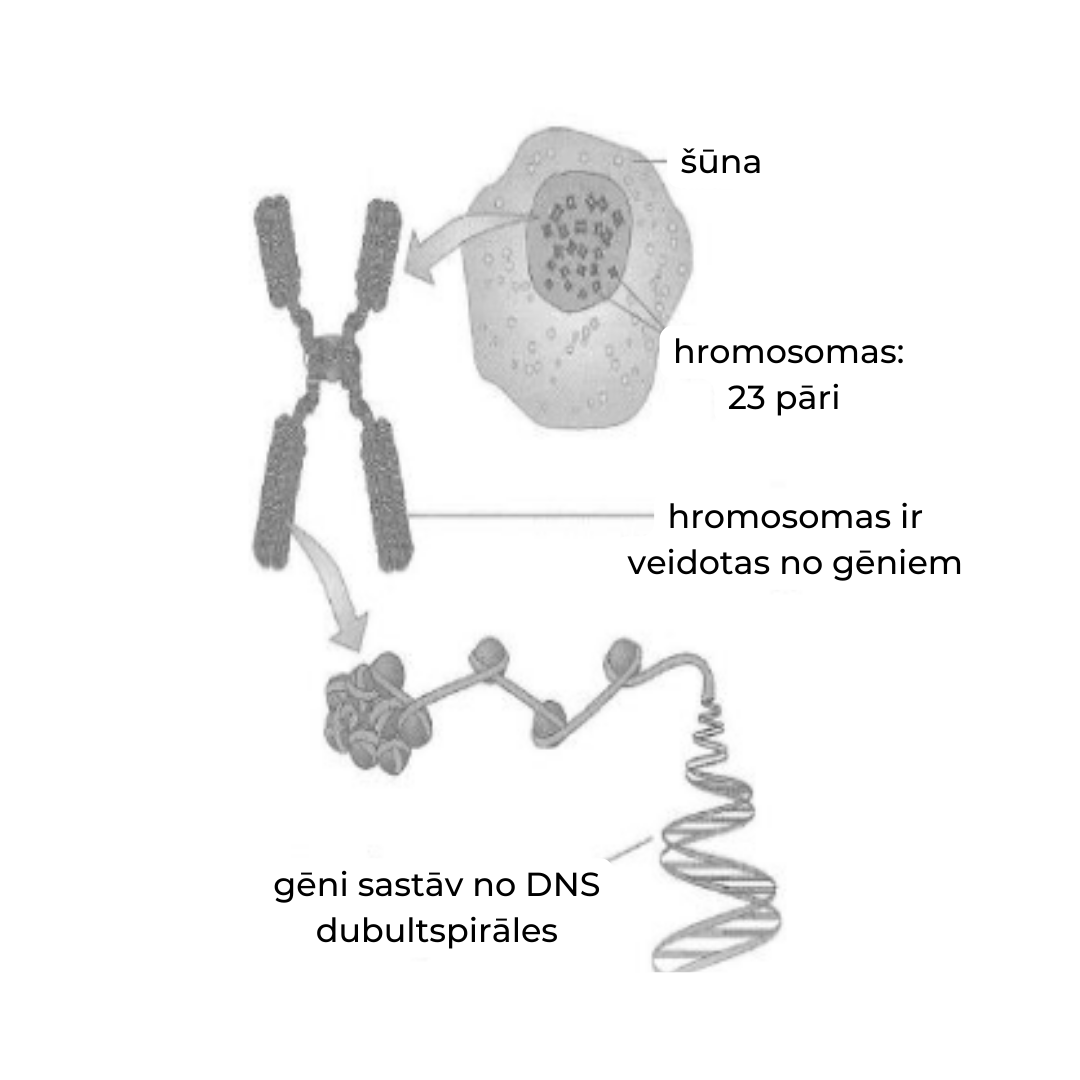 šūna hromosoma gēni