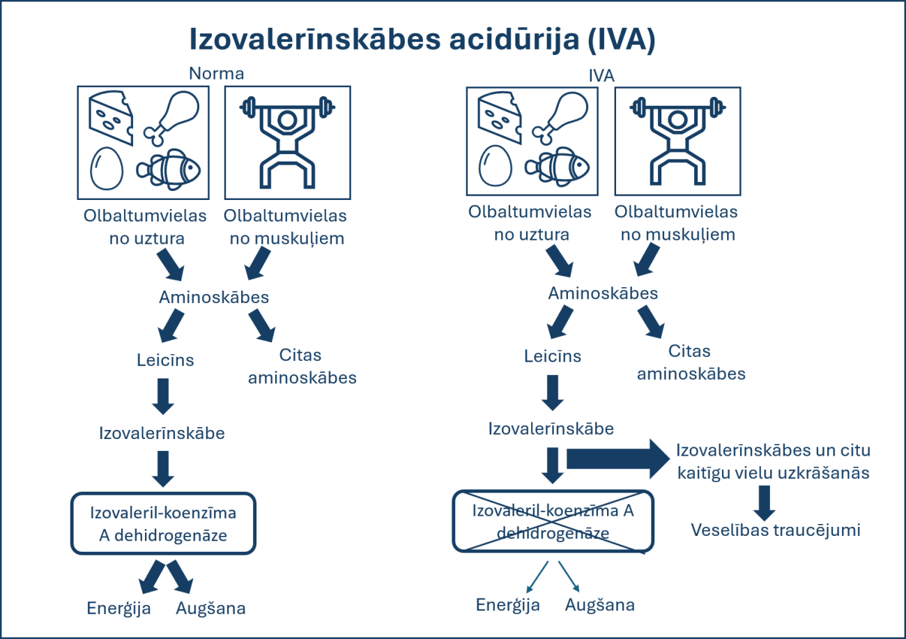 iva